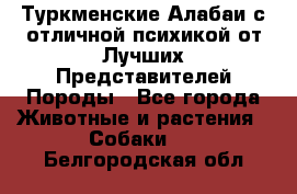 Туркменские Алабаи с отличной психикой от Лучших Представителей Породы - Все города Животные и растения » Собаки   . Белгородская обл.